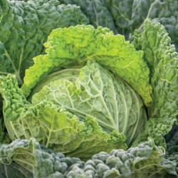 Kapusta Preludium f1 2500 nasion